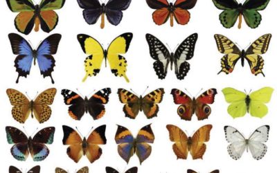 Hurtig evolution redder sommerfugl