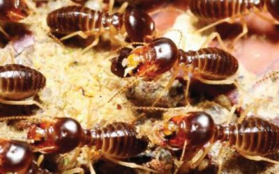 Trekk fra termittens liv