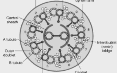 Evolution kontra intelligent design