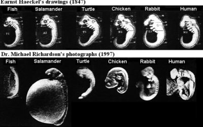 Haeckels embryoer: Et Gjenoppdaget bedrageri
