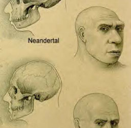 Viser genetisk forskel at neandertalerne og moderne mennesker ikke fik afko
